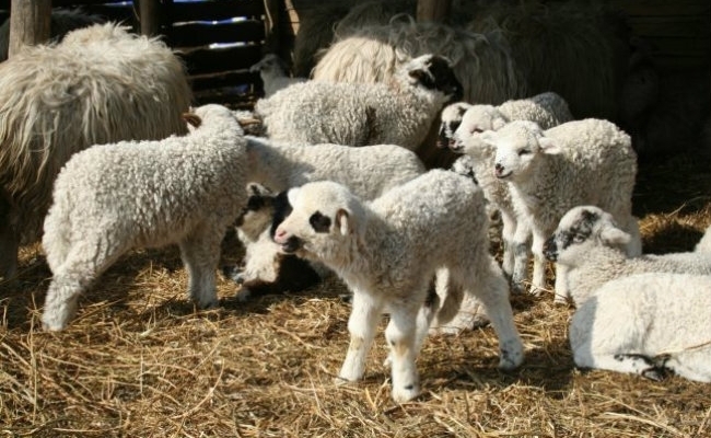 Amenzi şi sute de kilograme de carne confiscate în Cluj de inspectorii sanitar-veterinari 