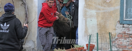 Un pui de urs se plimba nestingherit prin Sibiu. Animalul a fost tranchilizat şi dus la Zărneşti