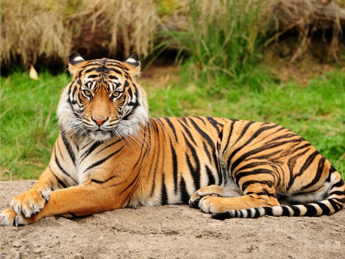 Un tigru a evadat de la Grădina Zoologică din Sibiu şi s-a plimbat nestingherit prin oraş.