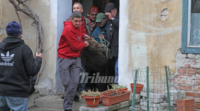 Un pui de urs se plimba nestingherit prin Sibiu. Animalul a fost tranchilizat şi dus la Zărneşti