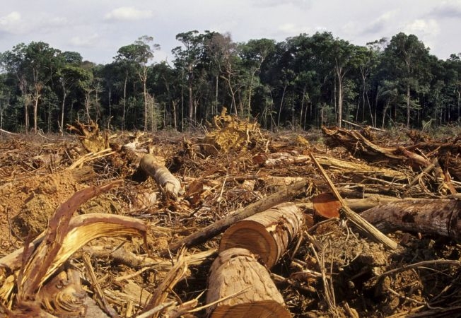 Defrisari în pădurile tropicale