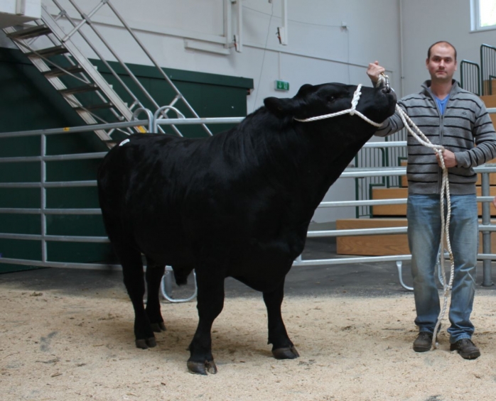 Prima licitatie de bovine de carne Angus va avea loc la editia Agraria de la Jucu