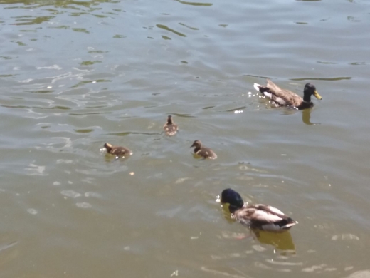 POZA ZILEI Raţe cu puişori, pe lacul din Parcul Central