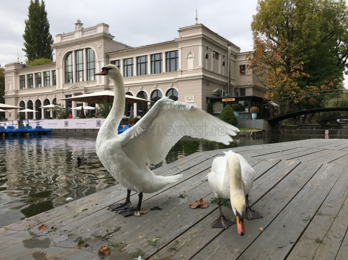 Uite cât de mari au crescut lebedele din Parcul Central