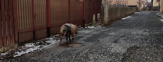 Sursă foto: Facebook Grup „Trăiesc în Florești”