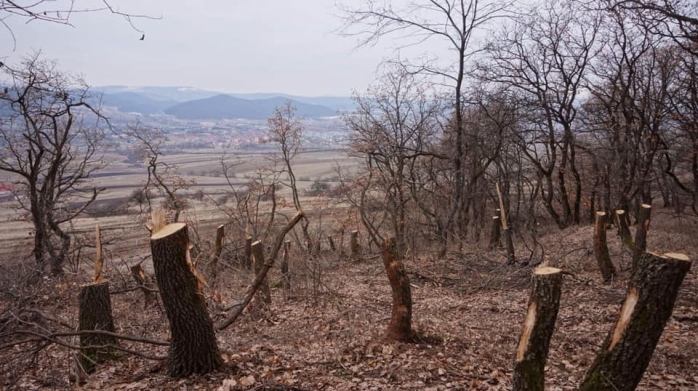 Sursă foto: The Hoia-Baciu Forest - Truth or Legend?