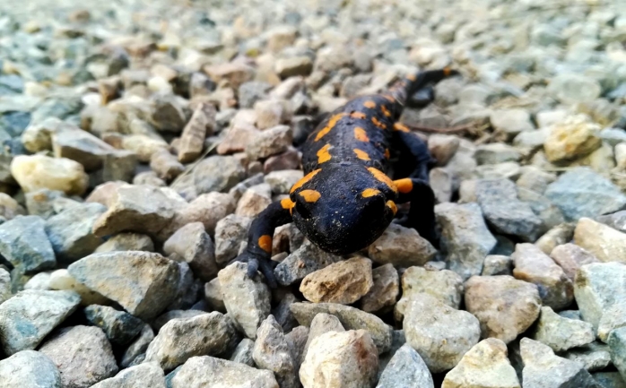 Salamandra. Photo: Victor Hegedus