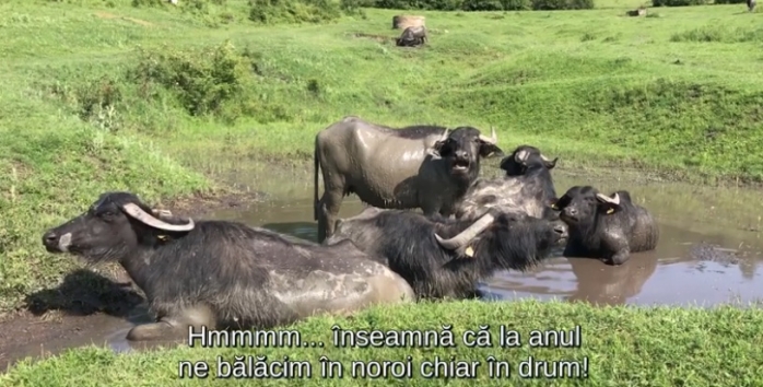 Rupți de lume, sătenii din Vâlcelele își strigă disperarea: „Mașina care colectează laptele nu mai ajunge la noi!”