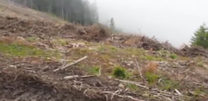 Clujul, în topul tăierilor MASIVE de copaci! Activiștii de la Greenpeace trag un semnal de alarmă, sursă foto: captură stirileprotv.ro