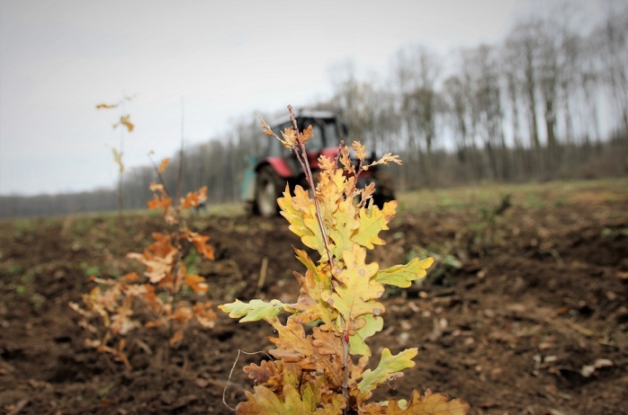 2 miliarde de puieți forestieri plantați în trei decenii, sursă foto: Romsilva