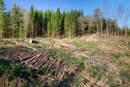 Pădurar clujean trimis în judecată pentru dare de mită în formă continuată