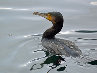 Senator clujean, singur împotriva tuturor: „Daea, nu fi trist, s-a votat împușcarea cormoranilor!”, sursă foto: Facebook Mihai Goțiu