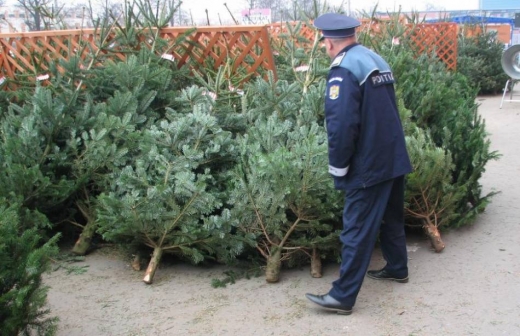 Polițiștii, razie în piețele clujene. S-au împărțit amenzi, s-au confiscat zeci de brazi, sursă foto: arhivă