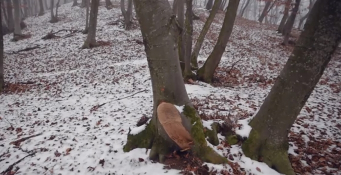 Sătui de tăierile din Pădurea Florești-Tăuți, clujenii sunt încurajați să „bombardeze” cu sesizări, sursă foto: captură video Facebook Adrian Dohotaru