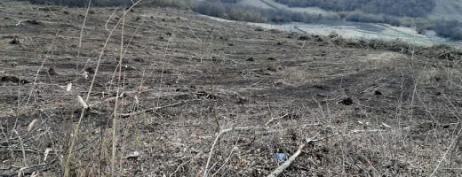 Noi tăieri masive în Pădurea Hoia-Baciu? „E hilar că primarul Șulea s-a înscris la ecologiști!”