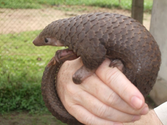 Ce este pangolinul, animalul care a transmis coronavirus la om