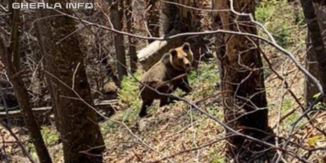 sursă foto: gherlainfo.ro Un URS a fost zărit în apropiere de Gherla