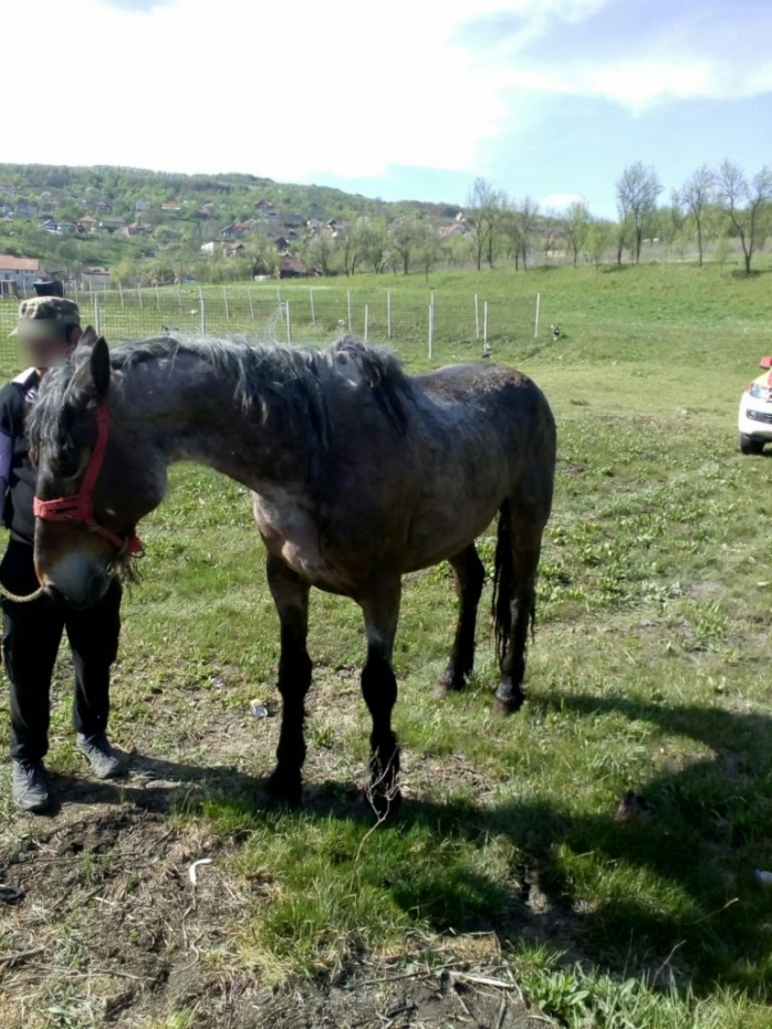 Gest INCREDIBIL! Pompierii clujeni au salvat un cal care căzuse într-o groapă