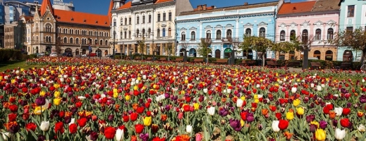 A venit Olanda în Transilvania, Clujul este capitala lalelelor! „Le admirăm din carantină!”, oftează clujenii. FOTO, sursă foto: Facebook Emil Boc