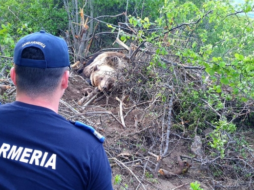 Ursoaică cu doi pui, salvată de jandarmi. A rămas agățată într-un gard de sârmă! VIDEO, sursă foto/video: IJJ Bistrița-Năsăud