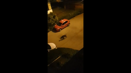 VIDEO. Mistreț filmat într-un cartier din Cluj