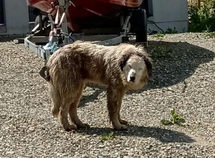 Pompierii clujeni au salvat viața unui câine