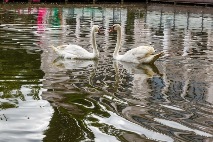 Lebedele s-au întors pe Lacul Chios din Parcul Central