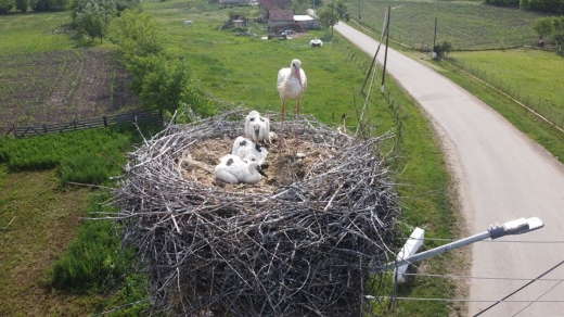 Cuib de berze în Sâmboleni. Foto:  Alexandre Alexandru Lacaille