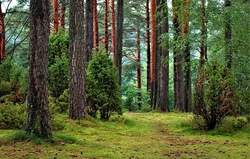 Jandarmii au salvat două femei care s-au rătăcit în pădure culegând ciuperci