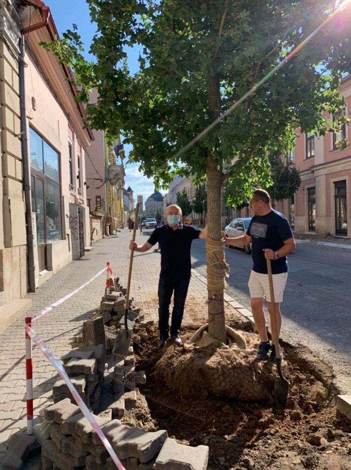 Copaci plantati pe strada Napoca