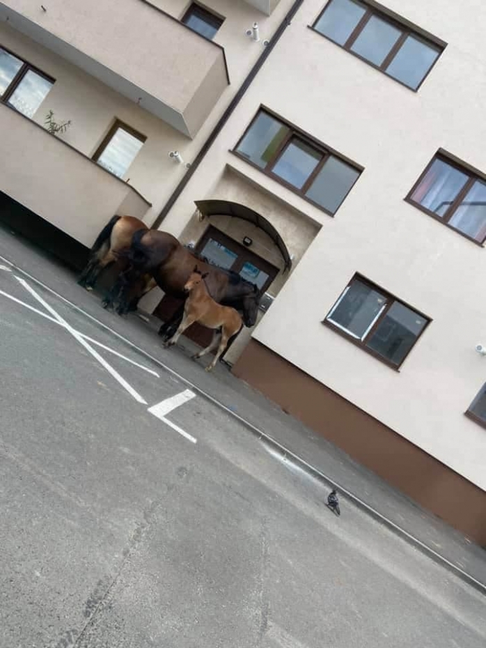 Animalele se plimbă nestigherite pe străzile din Florești