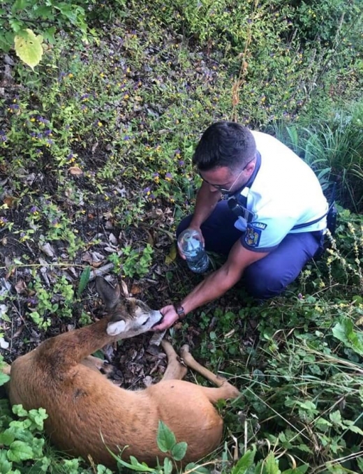 O căprioară lovită de o mașină în Făget, salvată de un polițist rutier