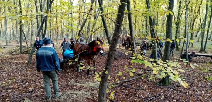 Pădurea Hoia-Baciu, plină ochi de hoții de lemne. Cel care i-a demascat, AMENINȚAT cu drujba. „S-a oprit la 5 cm de gâtul meu”. FOTO/VIDEO