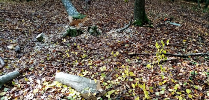  Câți arbori lipsesc din Pădurea Hoia-Baciu, în zona în care se aflau ieri tăietorii de lemne? 100 de trunchiuri, fără marcaj silvic. FOTO/VIDEO