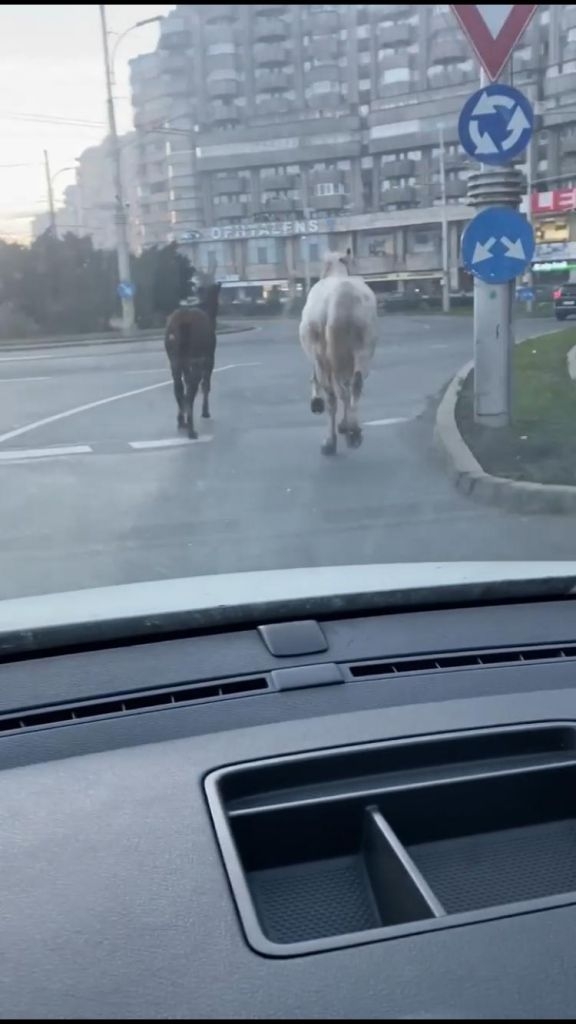 VIDEO. Doi cai aleargă printre mașini în cartierul Mărăști din Cluj-Napoca