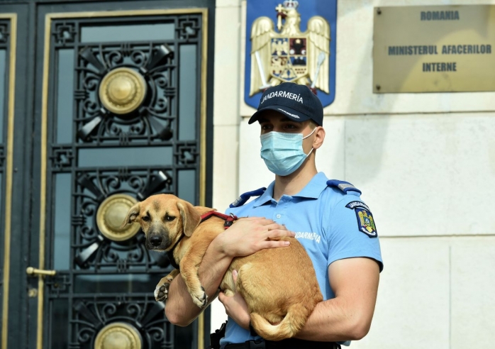 Haos la IPJ! Dosarele candidaților respinși la Poliția Animalelor, reanalizate după mai multe plângeri