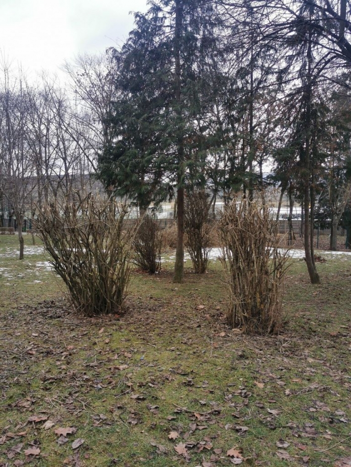 FOTO. Arbuștii din Parcul Detunata, „mutilați” cu drujba: „Toaletări barbare, fără sens. Rezultatul: NU mai produc flori”