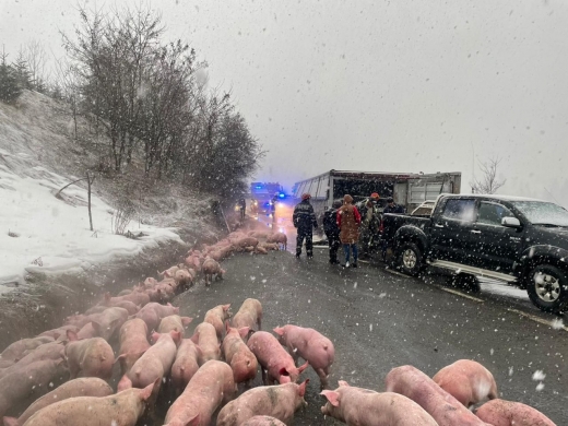 TIR încărcat cu PESTE 600 de porci