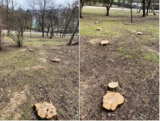 Copacii din Parcul Detunata, „măcelăriți”