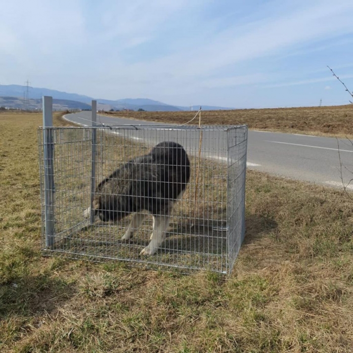 Aproape 30 de câini abandonați au fost salvați în Florești. Unii dintre ei și-au găsit deja adoptatori.