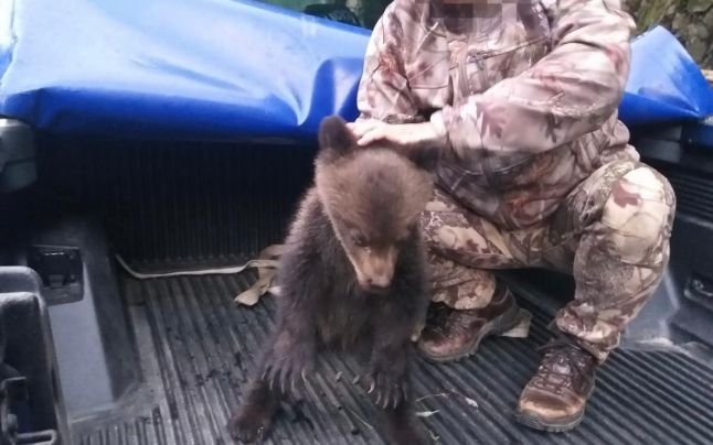 Pui de urs căzut de pe munte, salvat de un jandarm! Ce a făcut ursoaica? Sursă foto: Mediafax