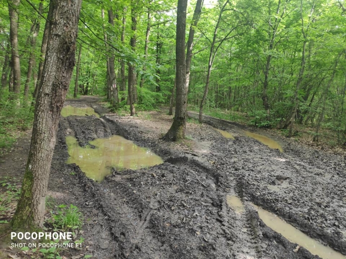 Pădurea Făget, DISTRUSĂ de hoții de lemne și de cei cu mașini off-road: „De ce facem praf potecile?” FOTO.