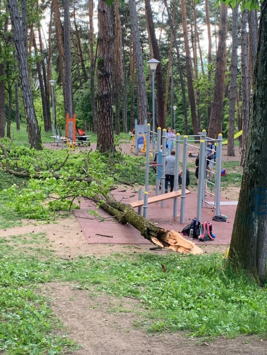 PANICĂ într-un parc din Cluj-Napoca. Un copil, RĂNIT de un copac