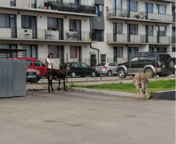 FOTO. Doi măgari au fost surprinși pe străzile din Florești