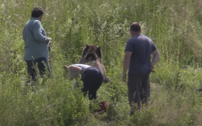 VIDEO. Urs, LOVIT DUR de o mașină în Cluj. Animalul a rămas pe marginea șoselei