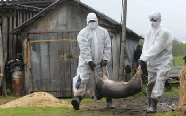 FOCAR de pestă porcină, depistat la Cluj. Peste 90 de focare active, în toată țara