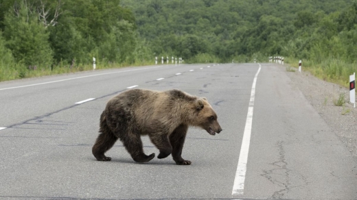 PANICĂ într-o comună! Un URS a atacat un COPIL de 8 ani, chiar pe ulița din centru