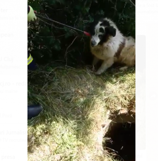 VIDEO. Un câine a căzut într-un CANAL. Pompierii clujeni l-au salvat. Care e starea animalului