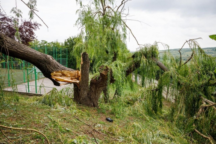 Toaletările haotice, vinovate de „masacrul” de duminică. Biolog: „Este nevoie de arborist la Primărie, e o chestiune de siguranță”