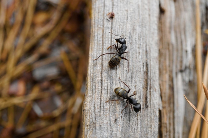 Cum îți protejezi casa de insecte și gândaci? Află tot ce trebuie să știi